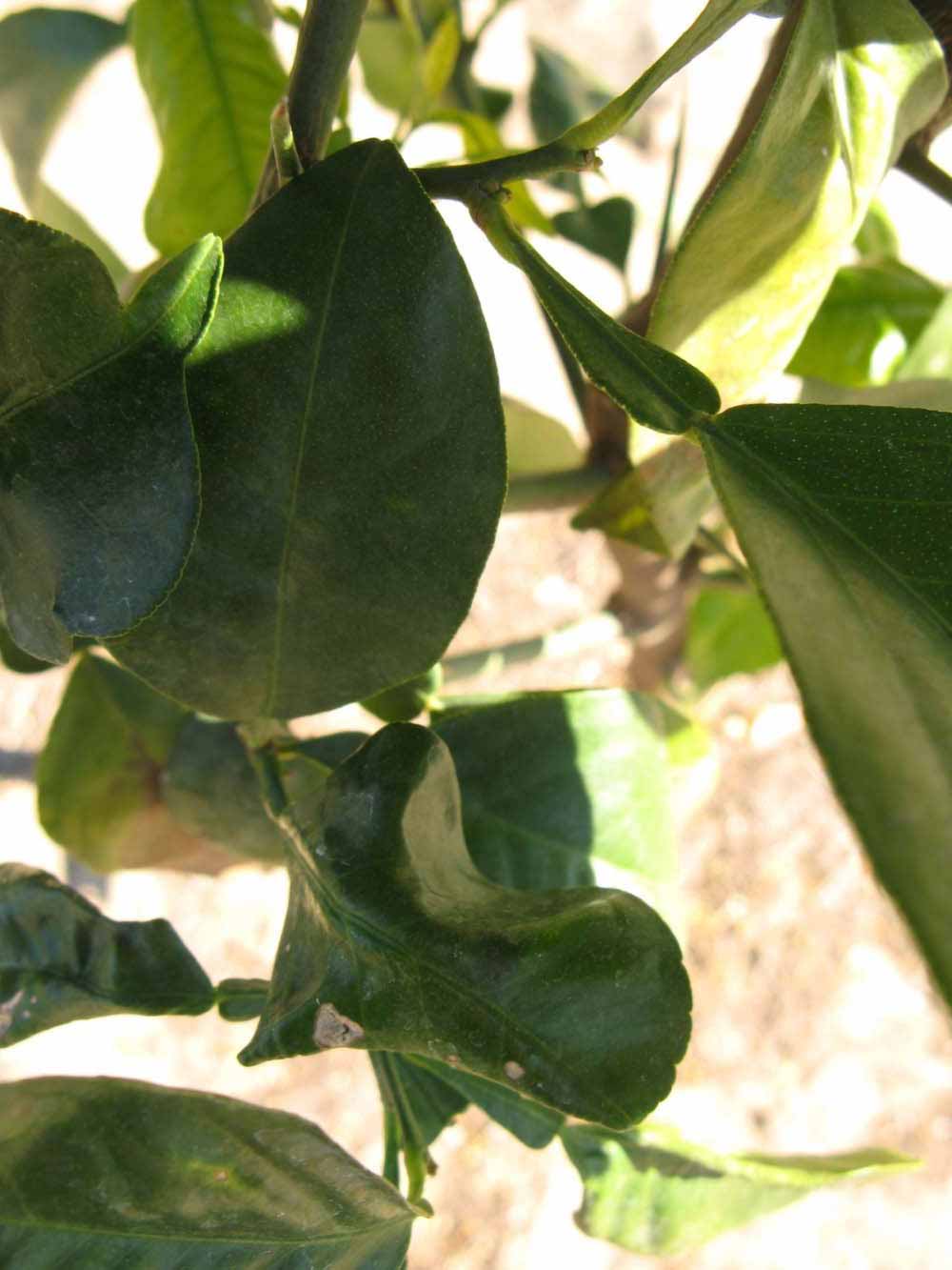            Shade leaves (Winter Haven, FL)   